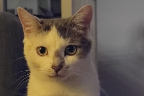 Vermisstmeldung Katze  Weiblich , 2 jahre Giberville Frankreich