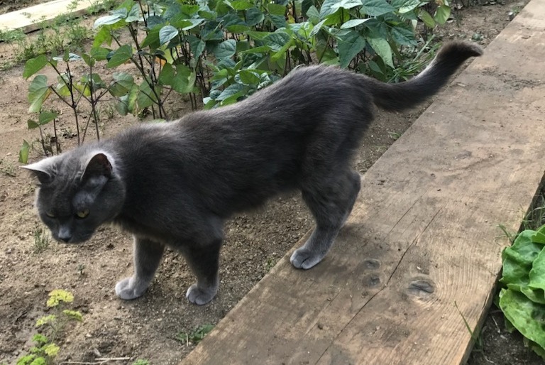 Vermisstmeldung Katze Weiblich , 16 jahre Saint-Pierre-en-Auge Frankreich