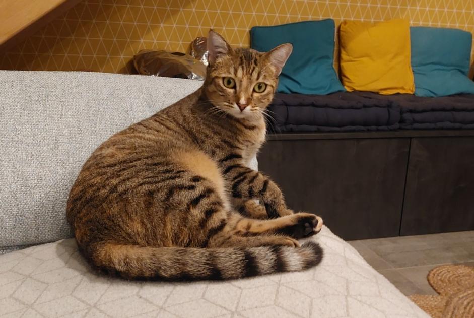 Vermisstmeldung Katze Weiblich , 3 jahre Septème Frankreich