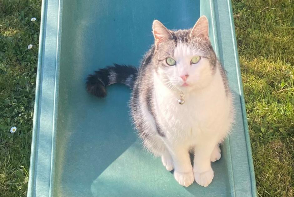 Disappearance alert Cat Male , 4 years Hérouville-Saint-Clair France