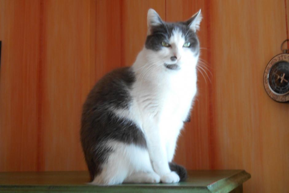 Disappearance alert Cat miscegenation Female , 8 years Saint-Contest France