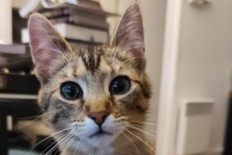Disappearance alert Cat  Female , 1 years Vire Normandie France