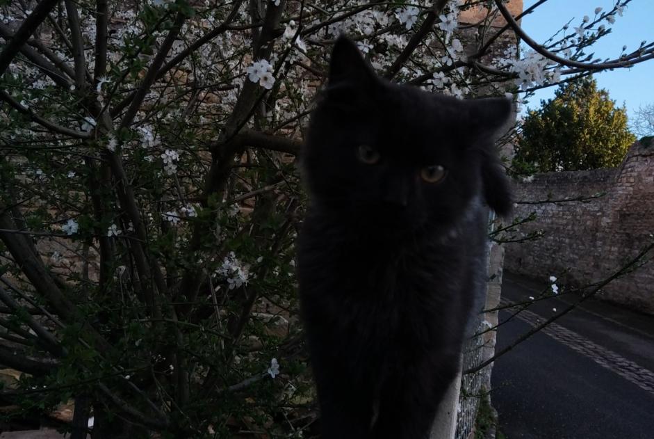 Disappearance alert Cat Male , 1 years Creully sur Seulles France Disappearance alert Cat Male , 1 years Creully sur Seulles France
