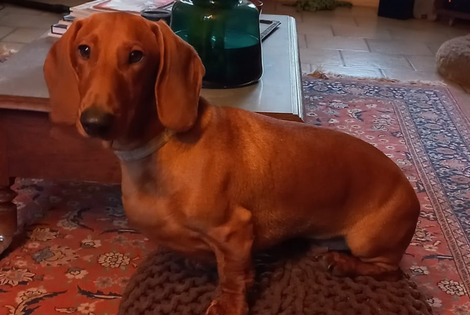 Disappearance alert Dog  Male , 1 years Noues de Sienne France