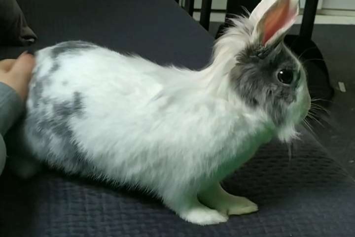 Disappearance alert Rabbit Female , 2023 years Cresserons France