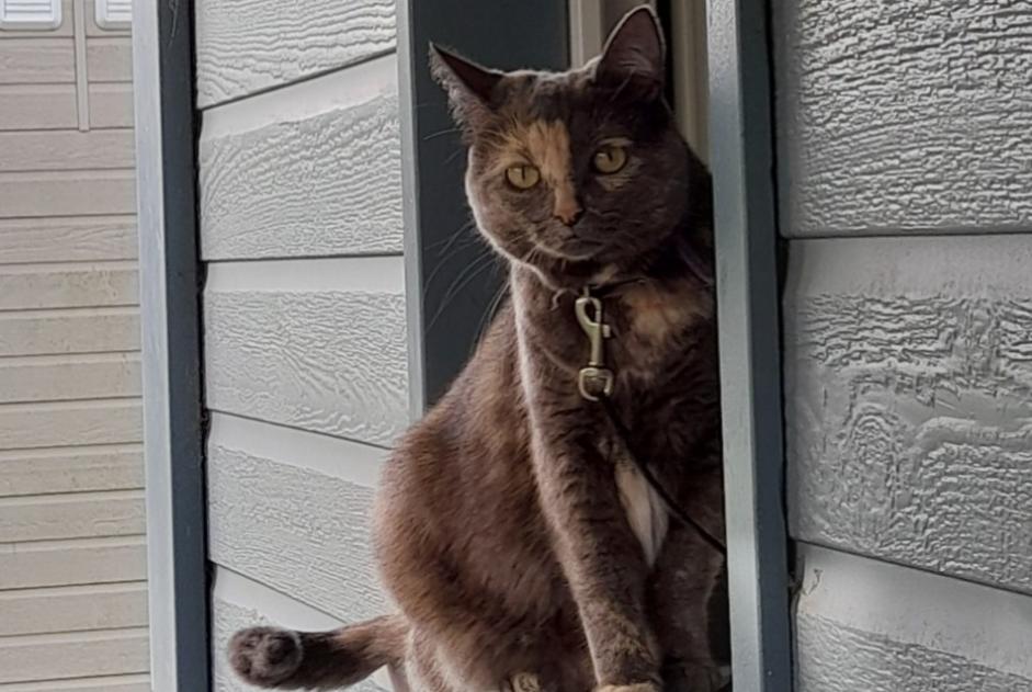 Alerta de Desaparición Gato cruce Hembra , 4 años Dives-sur-Mer Francia