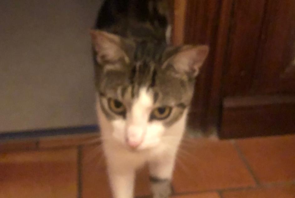 Alerta de Desaparición Gato Macho , 5 años Espins Francia
