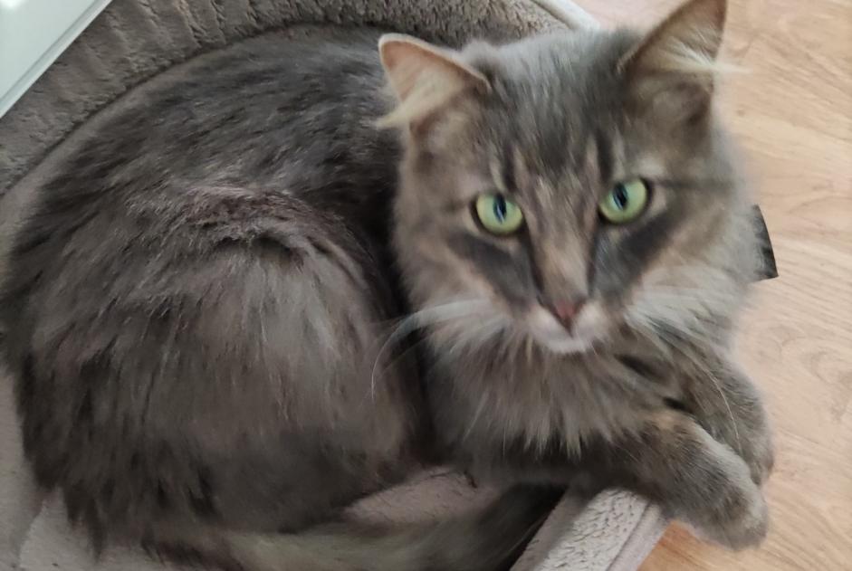 Alerta de Desaparición Gato cruce Macho , 4 años Saint-Pierre-en-Auge Francia Alerta de Desaparición Gato cruce Macho , 4 años Saint-Pierre-en-Auge Francia