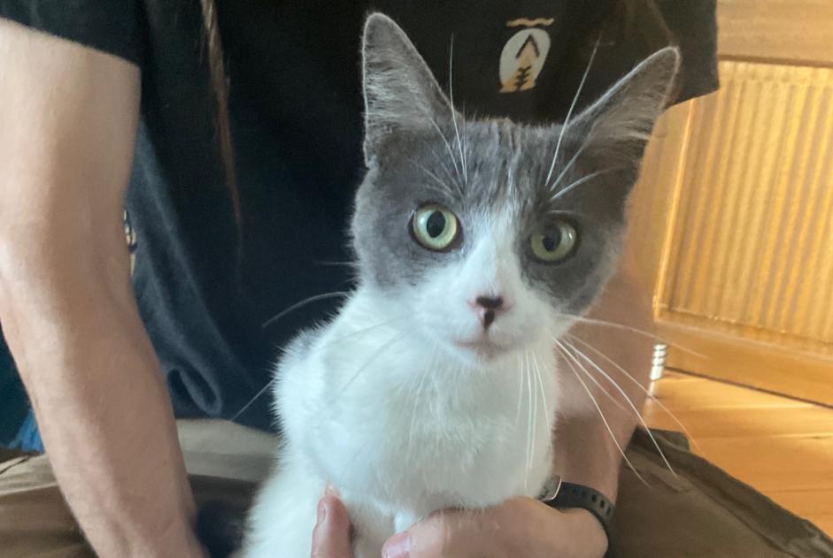 Alerta de Hallazgo Gato Hembra , Entre 7 y 9 meses Saint-Pierre-en-Auge Francia