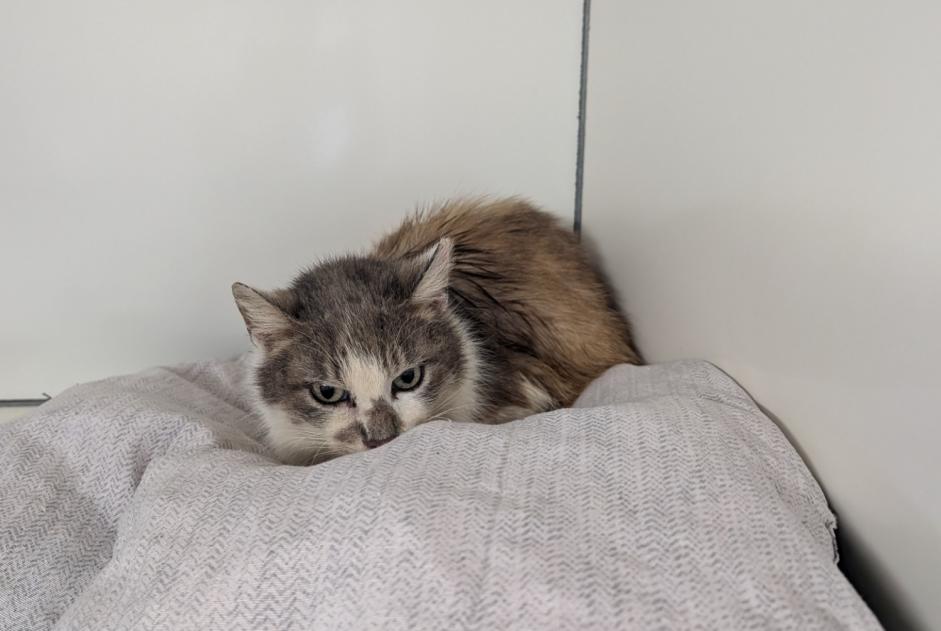 Alerta de Hallazgo Gato Hembra La Chapelle-Erbrée Francia Alerta de Hallazgo Gato Hembra La Chapelle-Erbrée Francia