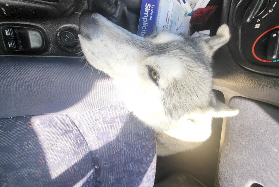 Alerta de Hallazgo Perro  Macho Les Monceaux Francia