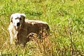 Alerta de Hallazgo Perro  Desconocido Fontaine-Étoupefour Francia