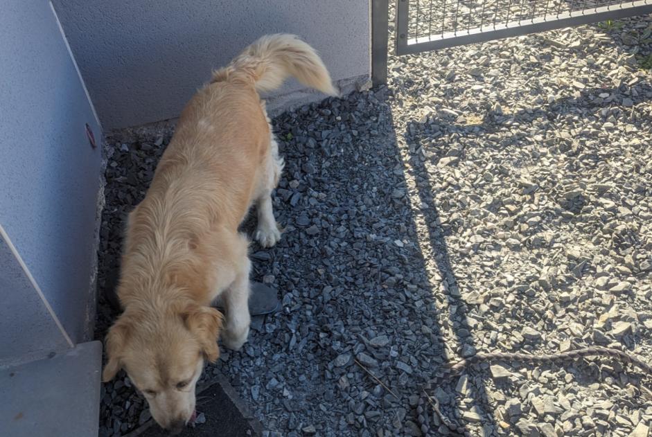 Alerta de Hallazgo Perro  Hembra Bretteville-sur-Laize Francia