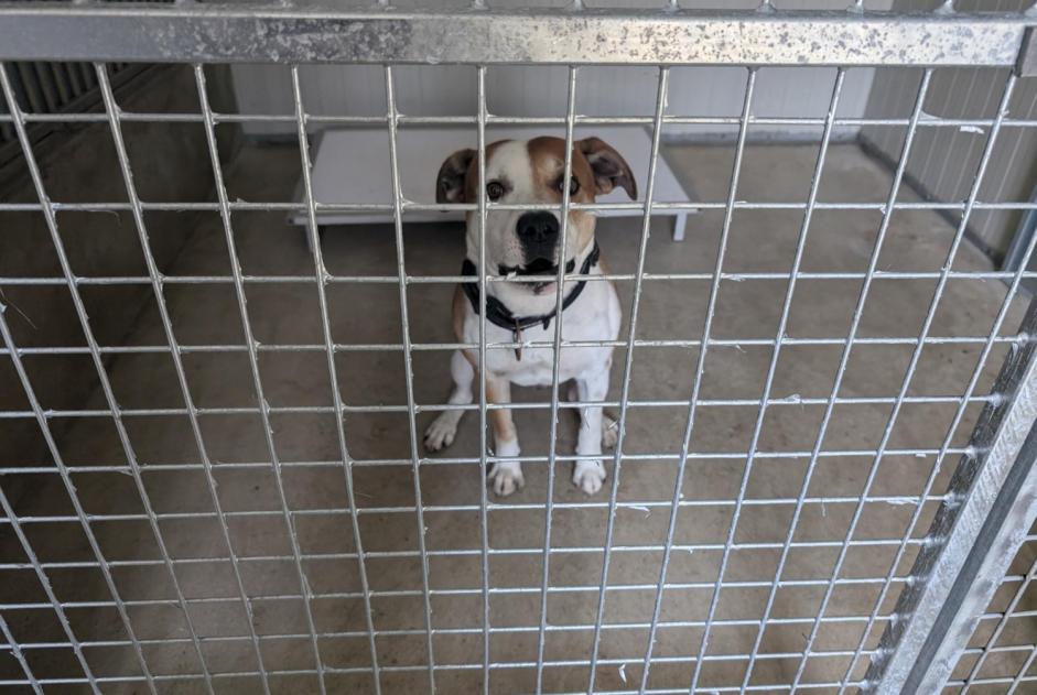 Alerta de Hallazgo Perro cruce Macho Vitré Francia Alerta de Hallazgo Perro cruce Macho Vitré Francia