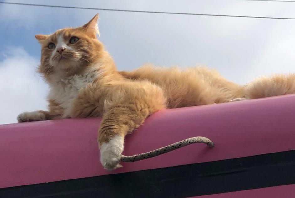 Alerte Disparition Chat Mâle , 2 ans Meuvaines France