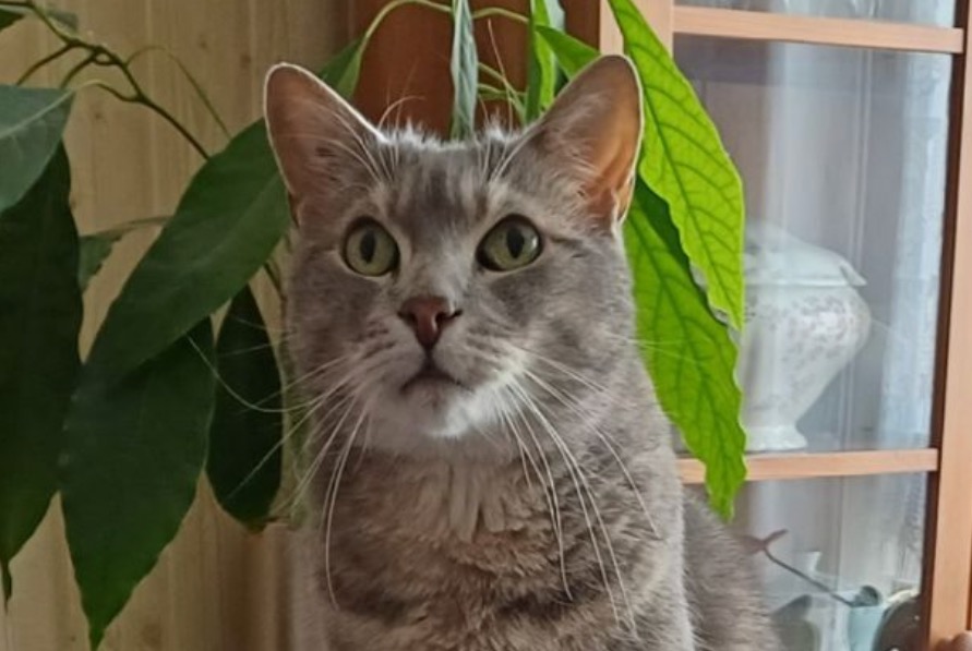 Alerte Disparition Chat Mâle , 12 ans Trouville-sur-Mer France