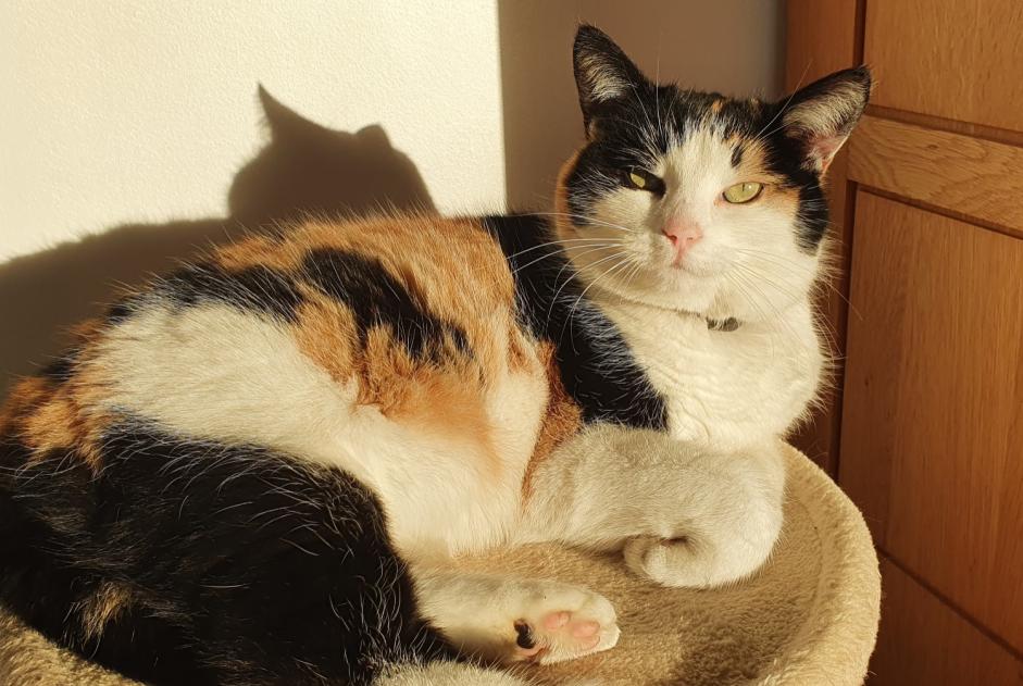 Alerte Disparition Chat Femelle , 7 ans Cormelles-le-Royal France Alerte Disparition Chat Femelle , 7 ans Cormelles-le-Royal France