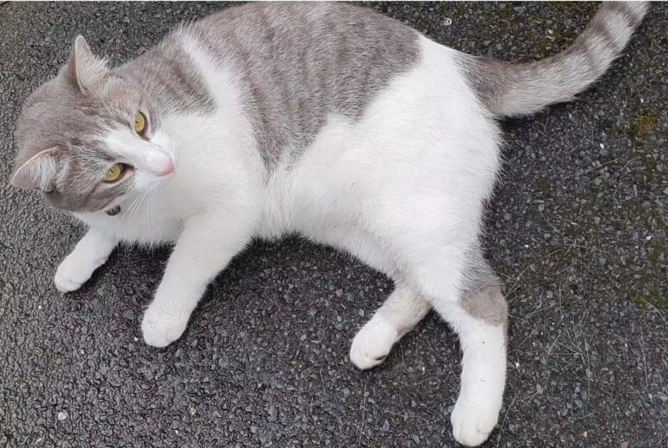 Alerte Disparition Chat Mâle , 4 ans Cormelles-le-Royal France Alerte Disparition Chat Mâle , 4 ans Cormelles-le-Royal France