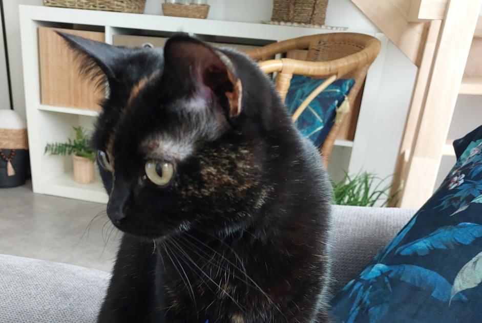 Alerte Disparition Chat Femelle , 16 ans Colombelles France Alerte Disparition Chat Femelle , 16 ans Colombelles France