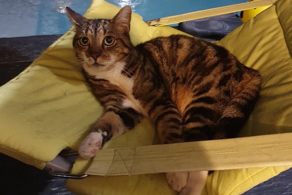 Alerte Disparition Chat Mâle , 9 ans Luc-sur-Mer France Alerte Disparition Chat Mâle , 9 ans Luc-sur-Mer France