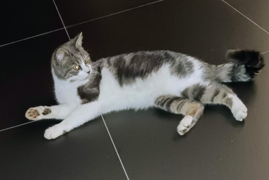 Alerte Disparition Chat croisement Mâle , 2 ans Monceaux-en-Bessin France Alerte Disparition Chat croisement Mâle , 2 ans Monceaux-en-Bessin France