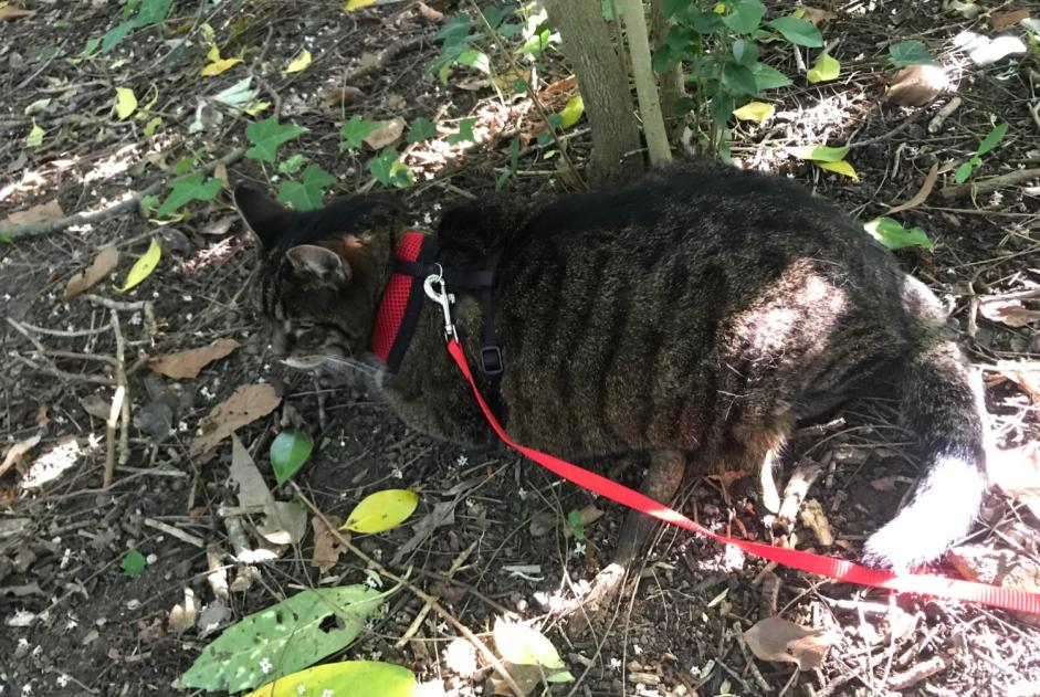 Alerte Disparition Chat croisement Femelle , 15 ans Caen France Alerte Disparition Chat croisement Femelle , 15 ans Caen France