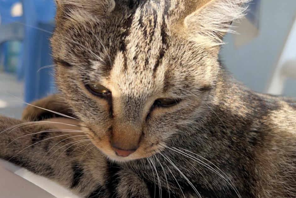 Alerte Découverte Chat Femelle Souleuvre en Bocage France