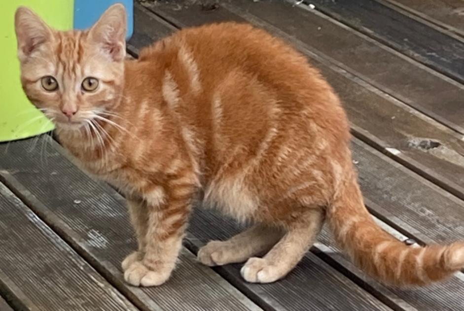 Alerte Découverte Chat Mâle Authie France