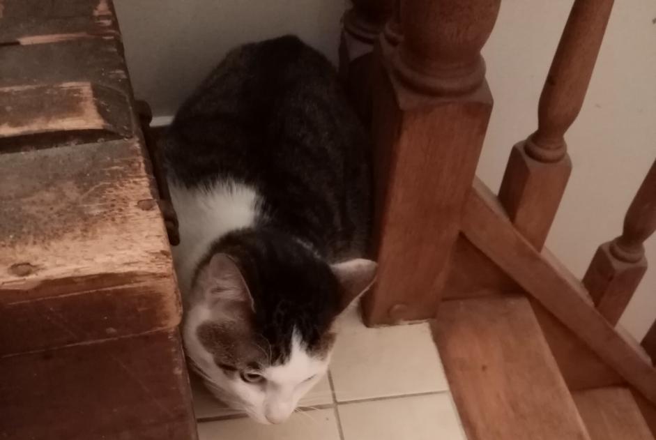 Alerte Découverte Chat Inconnu Bayeux France Alerte Découverte Chat Inconnu Bayeux France