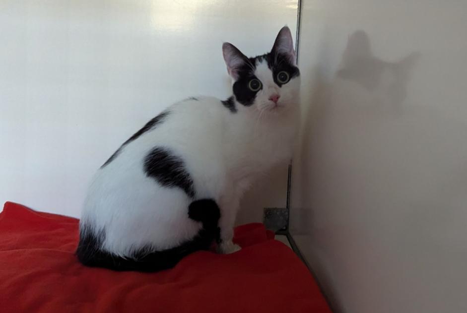 Alerte Découverte Chat  Femelle Vitré France