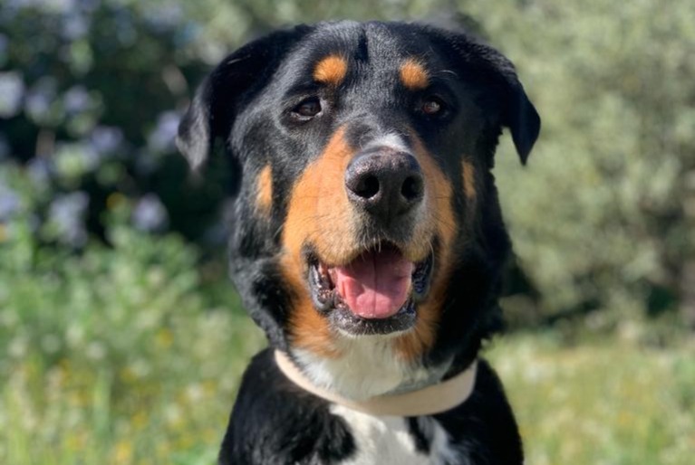 Alerte Disparition Chien croisement Mâle , 6 ans Dives-sur-Mer France Alerte Disparition Chien croisement Mâle , 6 ans Dives-sur-Mer France