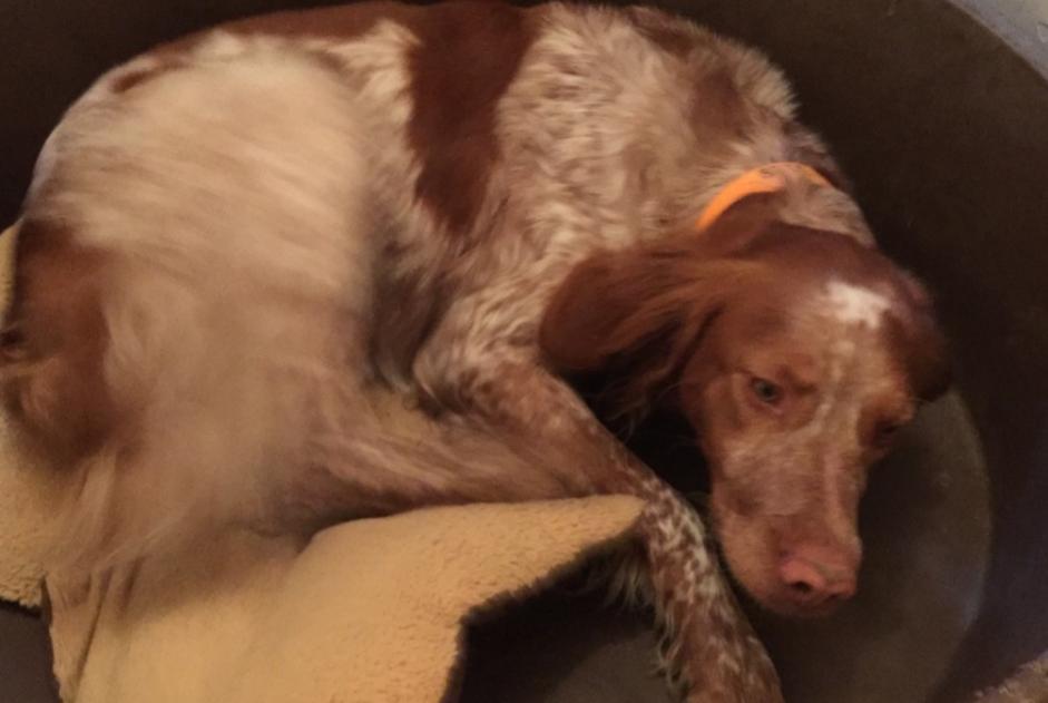 Alerte Disparition Chien croisement Mâle , 5 ans Biéville-Beuville France Alerte Disparition Chien croisement Mâle , 5 ans Biéville-Beuville France
