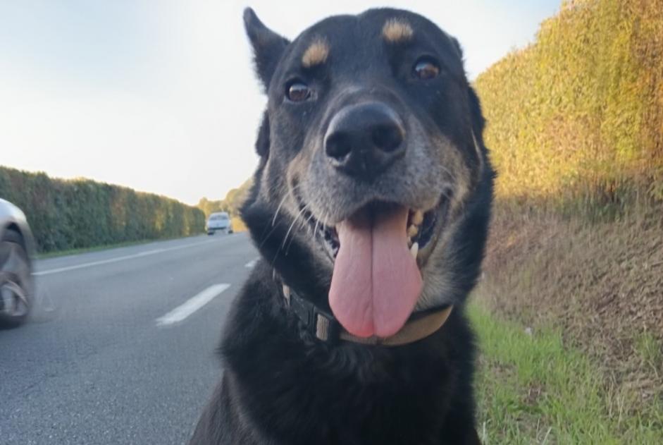 Alerte Découverte Chien croisement Mâle Saint-Martin-de-Bienfaite-la-Cressonnière France