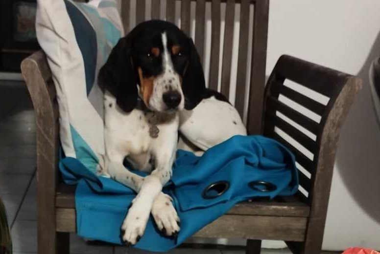 Alerte Découverte Chien Femelle Sainte-Marguerite-d'Elle France