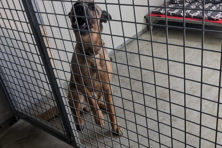 Alerte Découverte Chien Mâle Vitré France Alerte Découverte Chien Mâle Vitré France