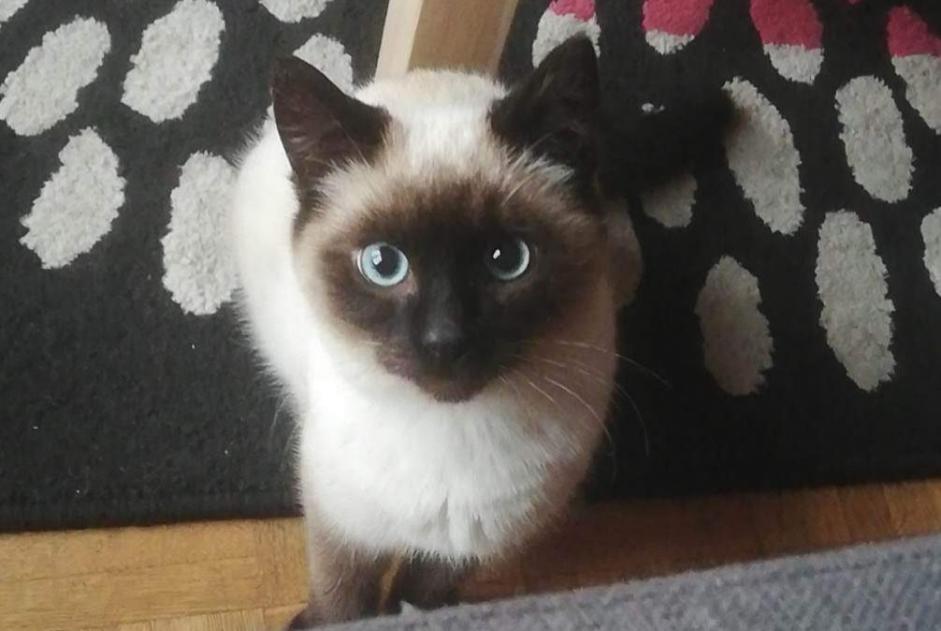 Avviso scomparsa Gatto  Maschio , 1 anni Caen Francia