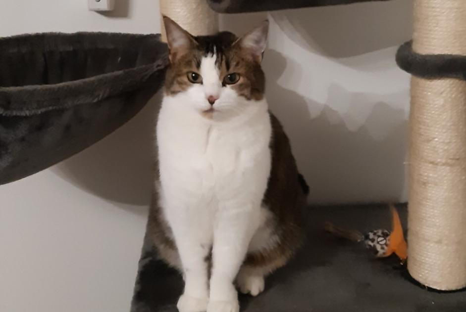 Avviso scomparsa Gatto Femmina , 5 anni Valdallière Francia