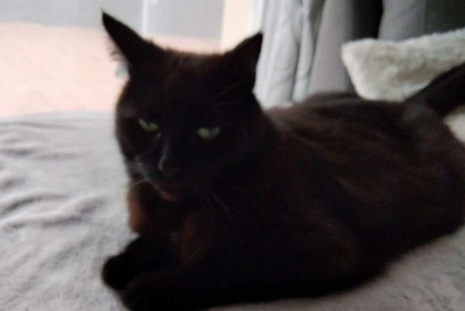 Avviso scomparsa Gatto Maschio , 9 anni Grainville-sur-Odon Francia