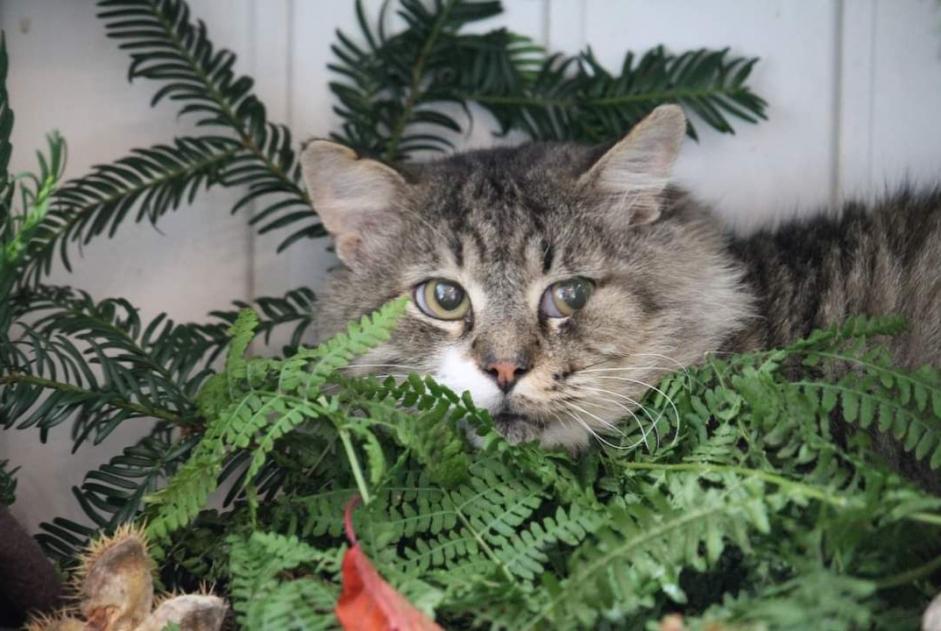 Avviso scomparsa Gatto  Maschio , 8 anni Argences Francia