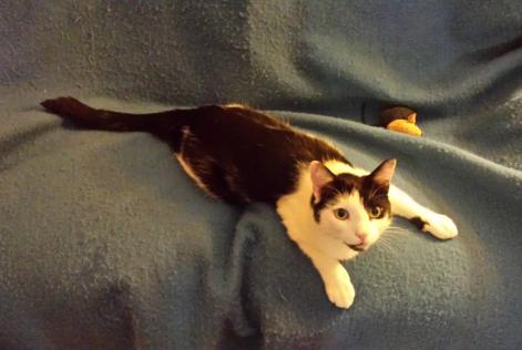 Avviso scomparsa Gatto Maschio , 7 anni Hérouville-Saint-Clair Francia Avviso scomparsa Gatto Maschio , 7 anni Hérouville-Saint-Clair Francia