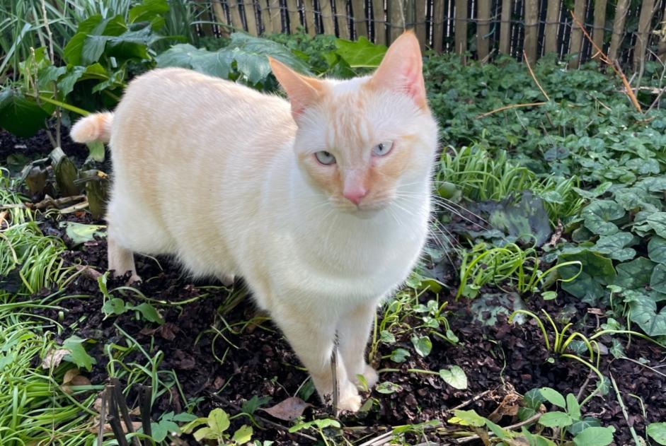 Alerta desaparecimento Gato cruzamento Macho , 3 anos Thaon France