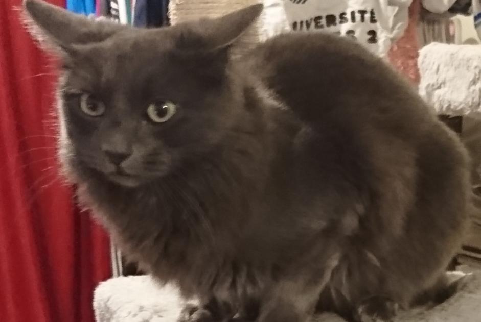 Alerta desaparecimento Gato Fêmea , 5 anos Montgermont France Alerta desaparecimento Gato Fêmea , 5 anos Montgermont France